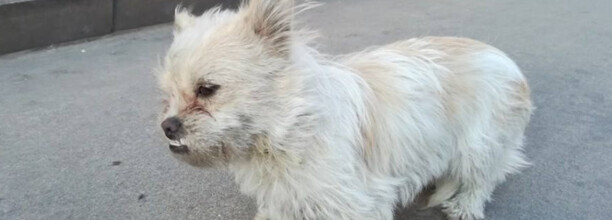 串串牧羊犬形象特征
