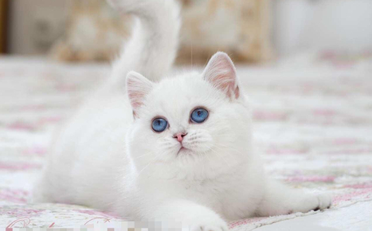 白色蓝眼睛的猫是什么品种 白色蓝眼睛的猫是什么品种