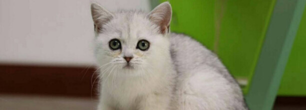猫咪多大可以绝育
