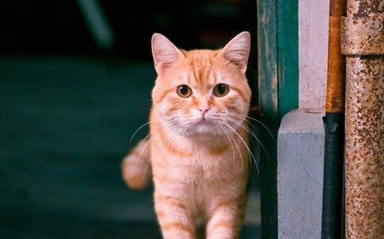 猫咪吐了没消化的猫粮是什么原因 猫咪吐了没消化的猫粮是什么原因