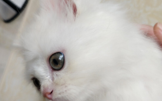 猫发腮的前兆