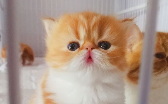 家里养只猫有什么说法