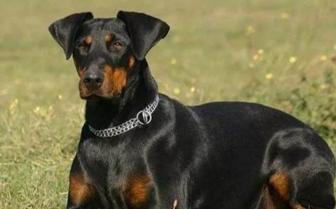 世界100禁养猛犬排行榜:排行前十的禁养犬类有哪些