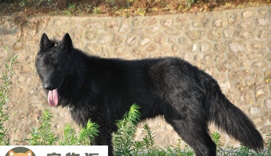 比利时牧羊犬价格是多少-关于比利时牧羊犬的价格