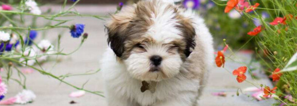 西施犬和拉萨犬怎么区分