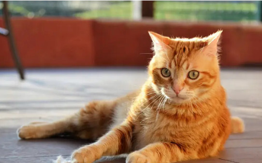 橘猫信任你的表现