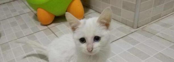 猫咪喜欢睡在主人旁边是为什么喜欢抓或咬主人是为什么 猫咪喜欢睡在主人旁边是为什么喜欢抓或咬主人是为什么