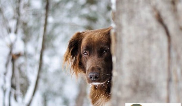 打恶犬打哪里一下致命-兽医站可以给狗打疫苗吗