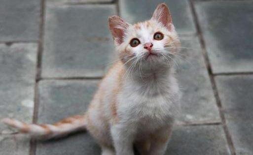 把猫咪送走它明白吗-猫被遗弃猫自己知道么
