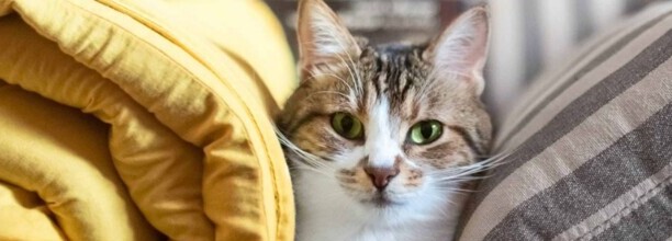 猫咪突然尿血是如何回事怎么治疗 猫咪突然尿血是如何回事怎么治疗