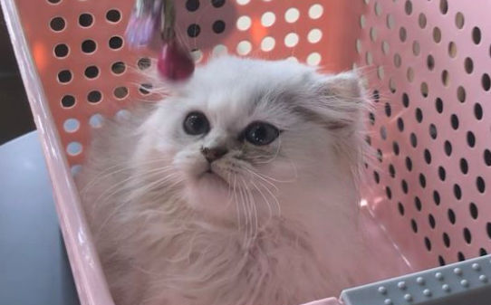 被猫咪抓出血打了疫苗却感到四肢发麻