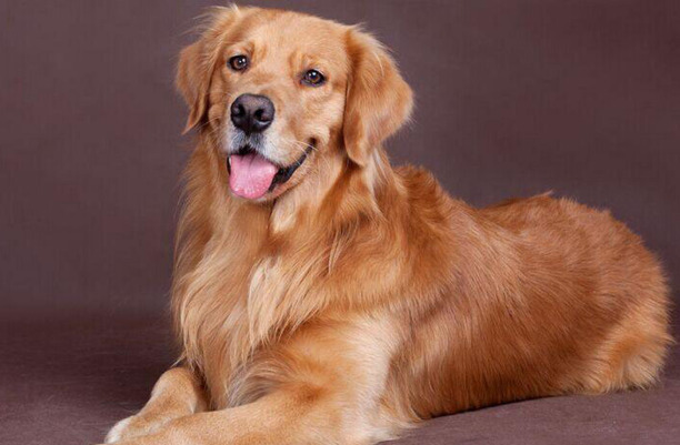 十大适合家养的大型犬-养只大型犬什么犬又听话又有灵性还护主