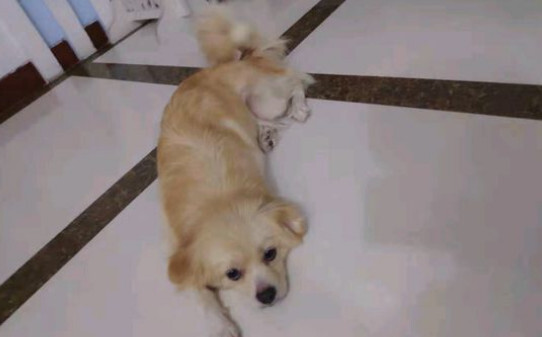 串串牧羊犬形象特征