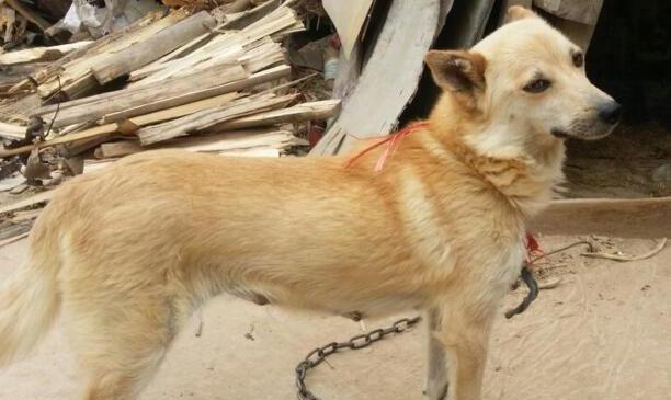 中华田园犬12个品种图-中华田园犬12个品种排名 中华田园犬12个品种图-中华田园犬12个品种排名