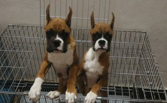 拳师犬的优缺点 拳师犬的优缺点