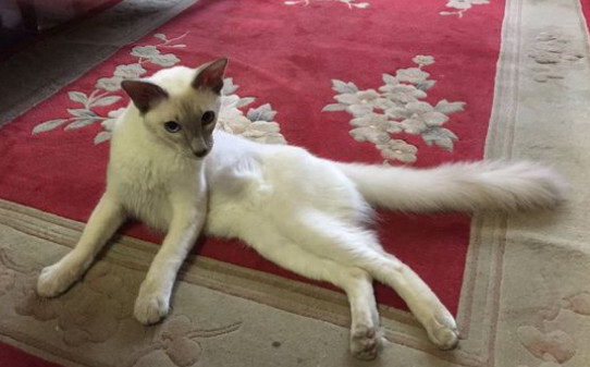 猫的智商是人几岁智商