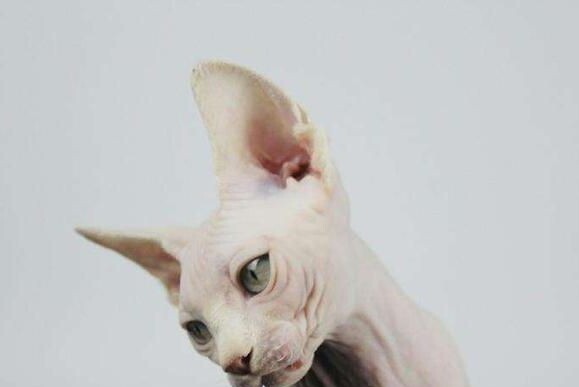 斯芬克斯猫多少钱一只-斯芬克斯猫的价格