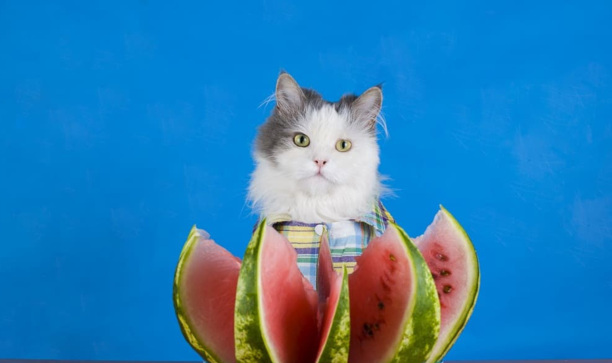 猫咪可以吃西瓜吗-流浪猫能不能吃西瓜呀