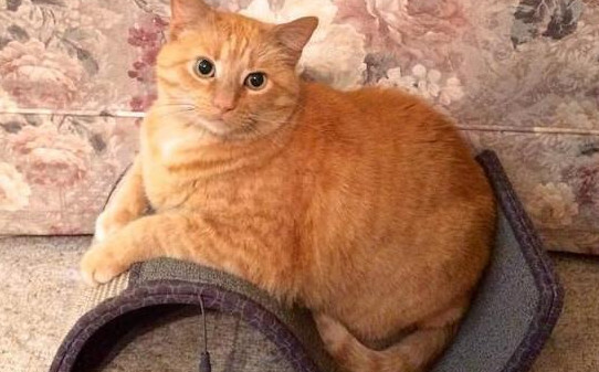 橘猫有平均多肥胖