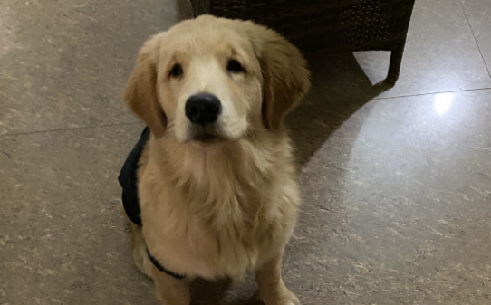 十个最好的金毛犬训练方法