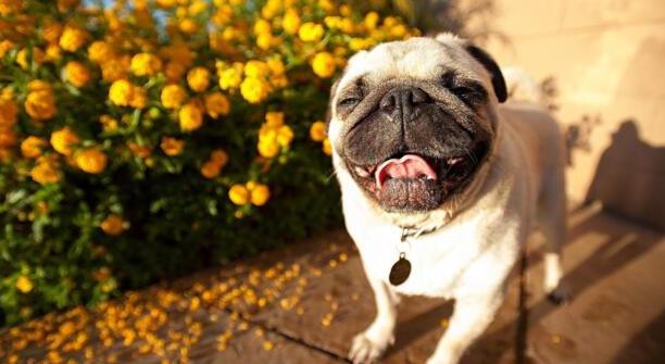 巴哥犬俱乐部-巴阡是什么