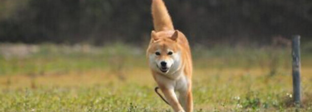秋田犬和柴犬的区别有哪些