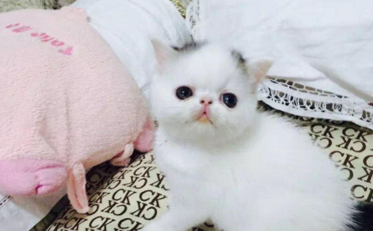 小区传染猫瘟多长时间能过去 小区传染猫瘟多长时间能过去