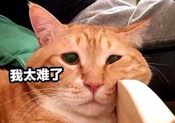 养猫对孩子的巨大危害-家里有小孩能养猫吗