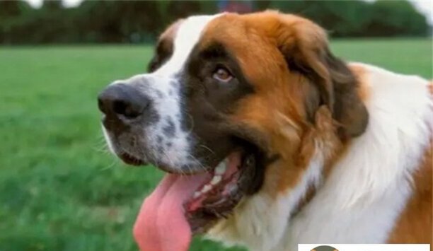 圣伯纳犬价格-圣伯纳犬8000元贵吗