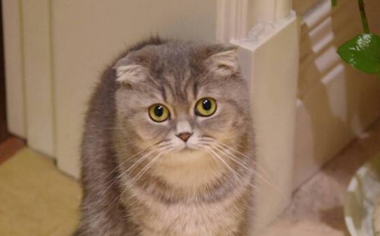 猫上门有什么说道吗