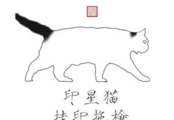 黑白猫是什么品种-黑白渐层猫是什么品种 黑白猫是什么品种-黑白渐层猫是什么品种