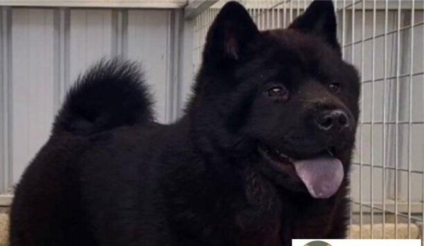 中国福犬9000元贵吗-中国福犬是什么品种