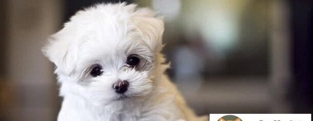 马尔泰狗狗能长多大-马尔泰犬好养吗