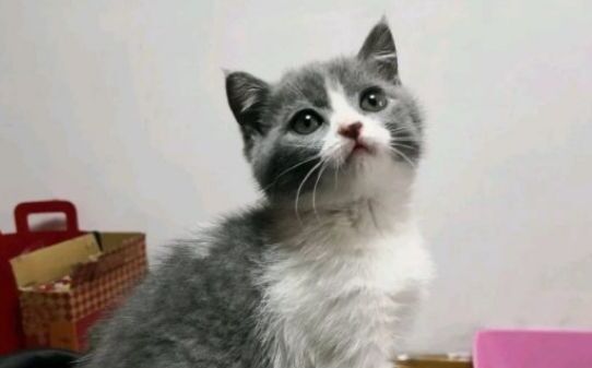 宠物圈养猫要打疫苗嘛