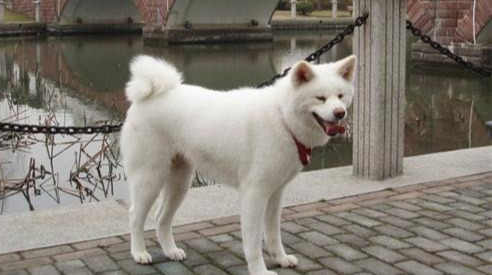 秋田犬八千-日本电影感动人的狗与人之间 秋田犬八千-日本电影感动人的狗与人之间