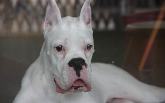 拳师犬的优缺点 拳师犬的优缺点
