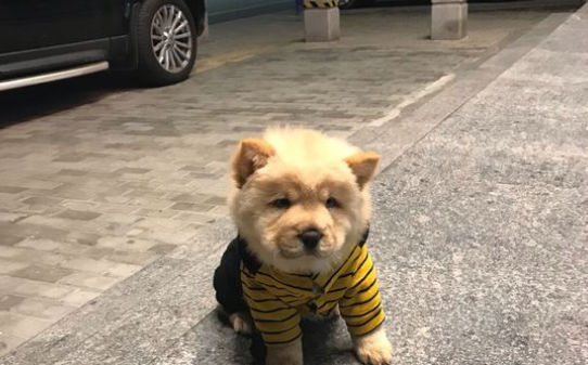 松狮为什么咬人