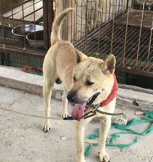 中华田园犬12个品种图-中华田园犬12个品种排名 中华田园犬12个品种图-中华田园犬12个品种排名