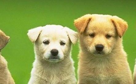 狗狗多大开始训练好 狗狗多大开始训练好