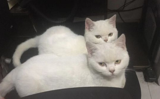 英短和蓝猫有什么区别啊