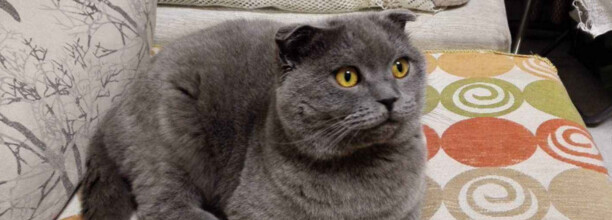 折耳蓝猫公配立蓝猫母生出来的小折耳猫发病率有多高 折耳蓝猫公配立蓝猫母生出来的小折耳猫发病率有多高