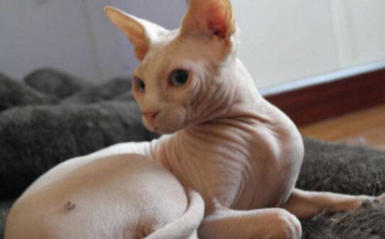 无毛猫叫什么名字