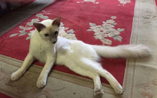 巴厘猫和暹罗猫区别