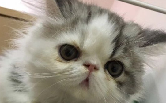 什么牌子的猫粮好推荐几款口碑较好的猫粮