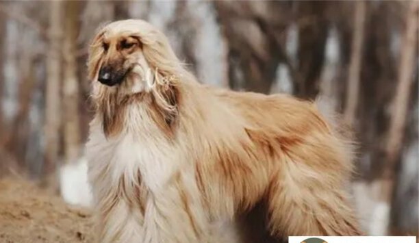 阿富汗猎犬贵吗-阿富汗猎犬能狩猎吗