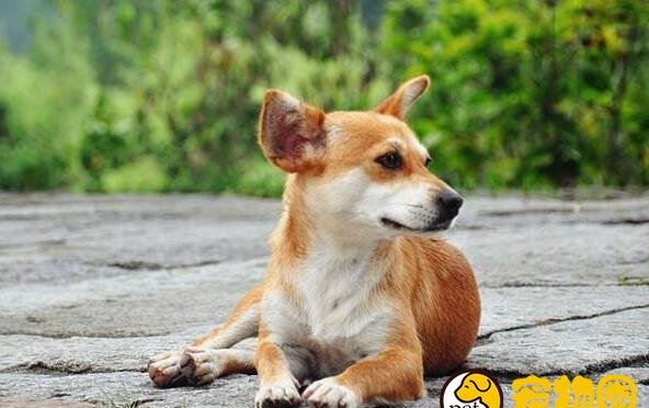 狗狗多大开始训练好 狗狗多大开始训练好