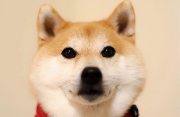 十大适合家养的大型犬-养只大型犬什么犬又听话又有灵性还护主