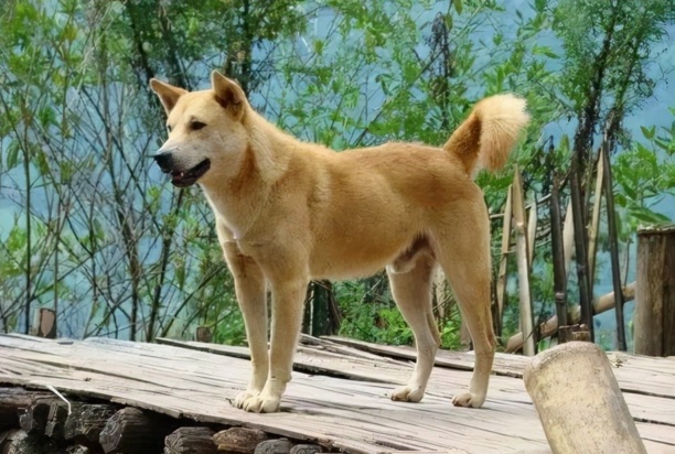 中华田园犬智商排名-中华田园犬智商排名第几 中华田园犬智商排名-中华田园犬智商排名第几