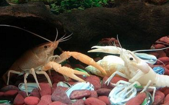 观赏虾怎么养