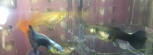 孔雀鱼和锦鲤能一起混养吗 孔雀鱼和锦鲤能一起混养吗